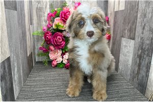 Romeo - Mini Bernedoodle for sale
