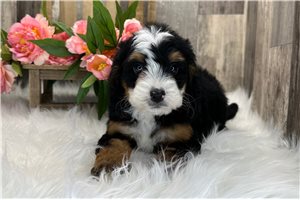 Bayla - Bernedoodle, Mini for sale