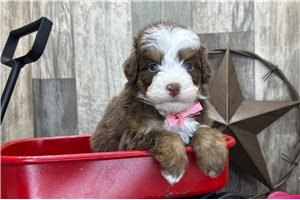 Slade - puppy for sale