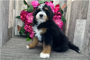 Arlo - Mini Bernedoodle for sale
