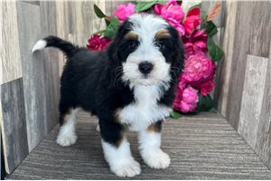 April - Mini Bernedoodle for sale