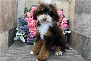 Peony - Bernedoodle, Mini for sale