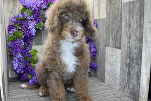 Rudolph - Bernedoodle, Mini for sale