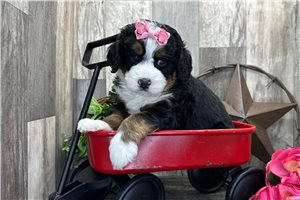 Isabella - puppy for sale