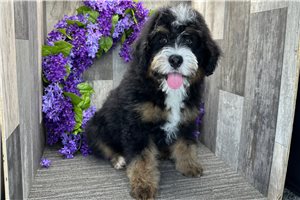 Sooner - Bernedoodle, Mini for sale