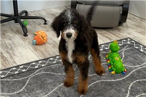 Stewie - Bernedoodle, Mini for sale