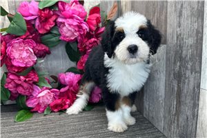 Astrid - Mini Bernedoodle for sale