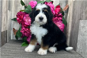 Aiden - Mini Bernedoodle for sale