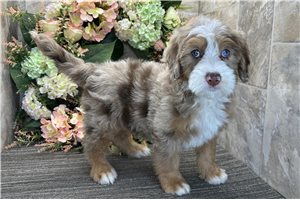Luna - puppy for sale