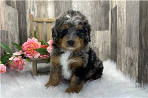 Baxter - Bernedoodle, Mini for sale