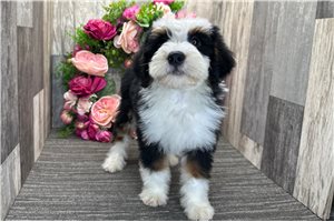 Astrid - Bernedoodle, Mini for sale