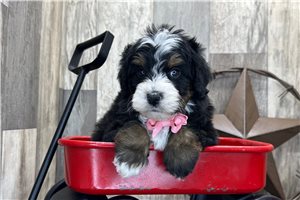 Sean - puppy for sale