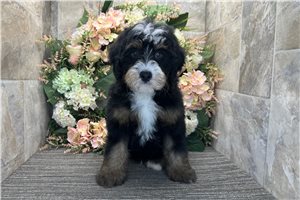 Sooner - Bernedoodle, Mini for sale