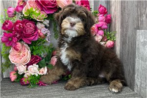 Rhett - Mini Bernedoodle for sale