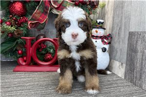 Gracie - puppy for sale
