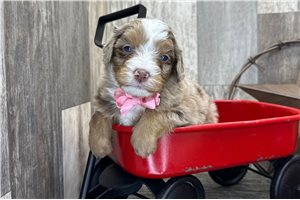 Romeo - puppy for sale