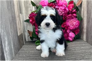 Alexis - Bernedoodle, Mini for sale