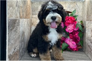 Brent - Bernedoodle, Mini for sale