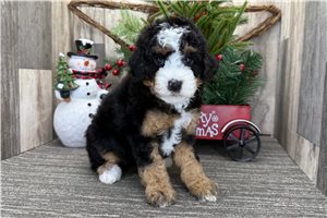 Hadley - puppy for sale