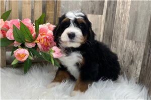 Archie - Bernedoodle, Mini for sale