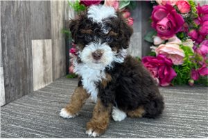 Peony - Bernedoodle, Mini for sale