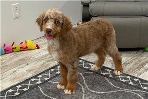 Lucy - Bernedoodle, Mini for sale