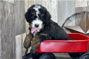 Stewie - puppy for sale