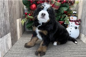 Guinevere - puppy for sale