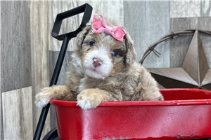 Rileigh - puppy for sale
