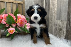 Adam - Bernedoodle, Mini for sale