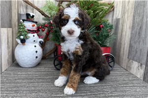 Hermione - puppy for sale