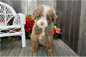 Bristol - puppy for sale