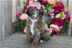 Lily - puppy for sale