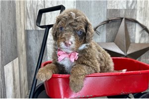 Rudolph - puppy for sale