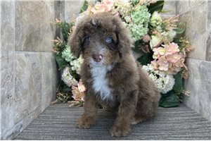 Rudolph - puppy for sale