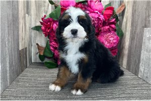 Apollo - Bernedoodle, Mini for sale