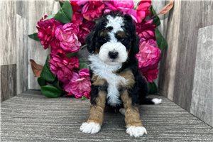 Pascal - puppy for sale