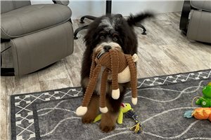 Sooner - Bernedoodle, Mini for sale