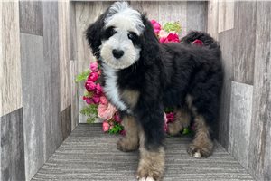 Stanley - puppy for sale