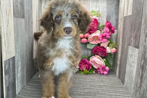 Lucy - Bernedoodle, Mini for sale