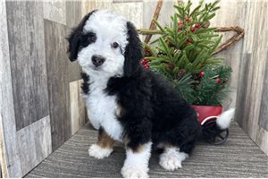 Gidget - puppy for sale