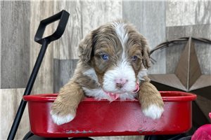 Ronald - puppy for sale