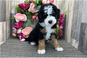 Pascal - Bernedoodle, Mini for sale
