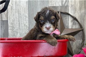 Rhett - puppy for sale