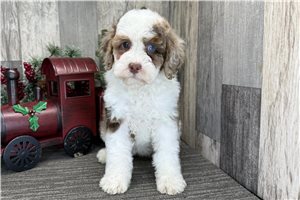 Iris - puppy for sale