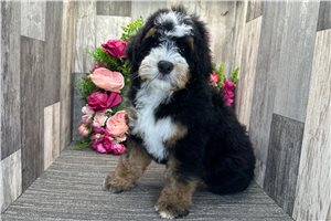 Brent - Bernedoodle, Mini for sale
