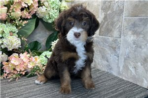 Reagan - Bernedoodle, Mini for sale