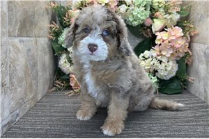 Rileigh - Bernedoodle, Mini for sale