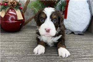 Kyle - puppy for sale