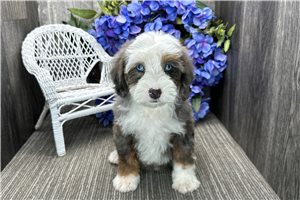 Beatrice - puppy for sale